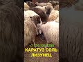 Корм для животных Соль ЛИЗУНЕЦ КАРАТУЗ в АСТАНЕ !!!
