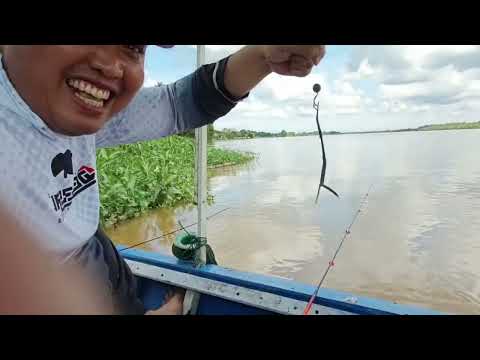 Spot Mancing Udang Galah Di Pontianak
