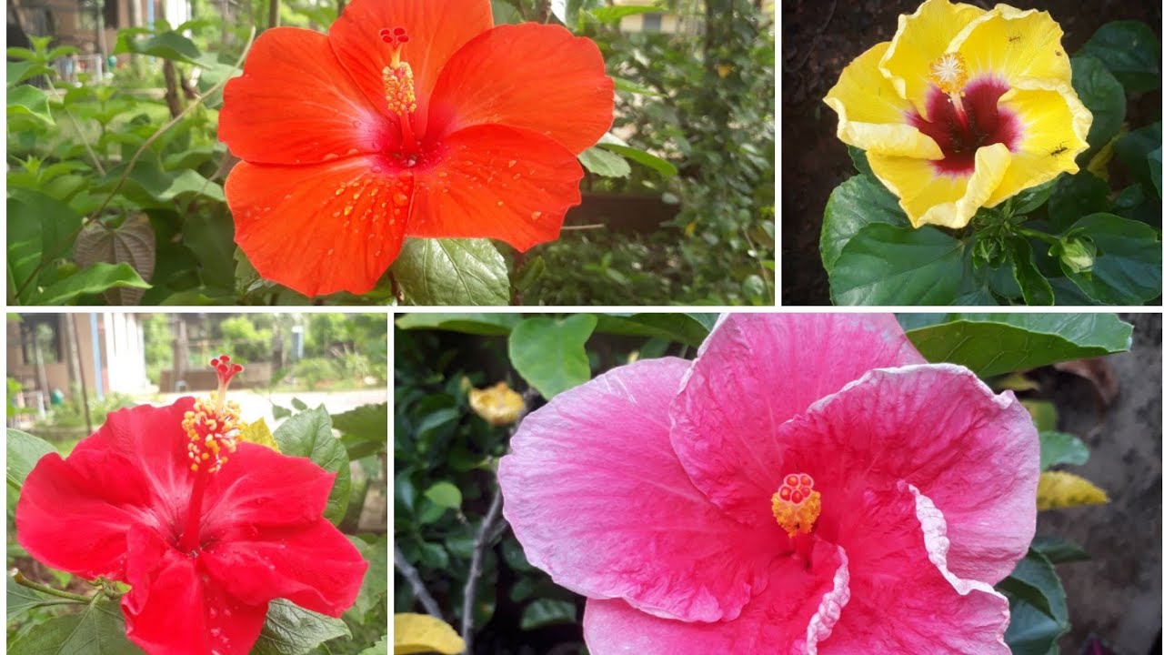 hibiscus plant care in summer and in rainy season YouTube