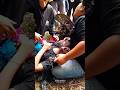 make her well #jaranan #jhatilan #kudalumping #shortviral