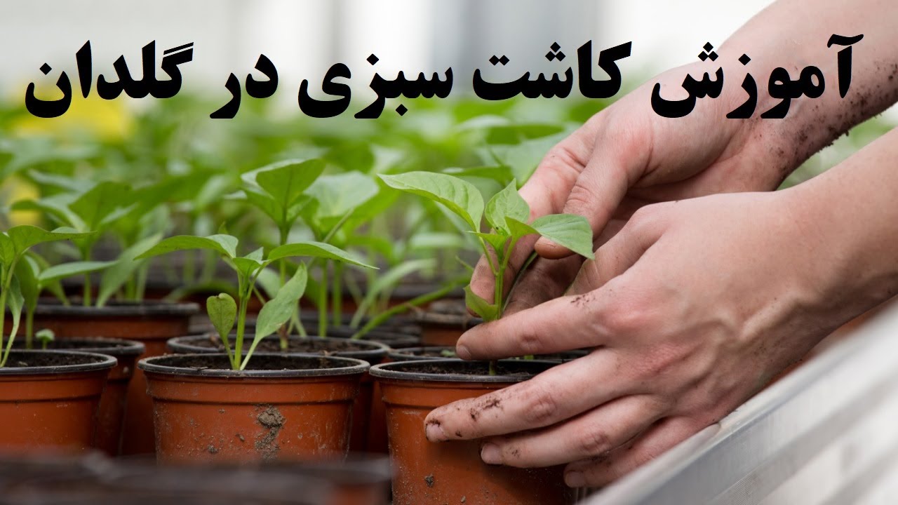 آموزش کاشت سبزی در گلدان