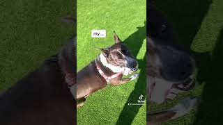 Ellie's adoption fees are waived! #shorts #valentinesday #adoptdontshop