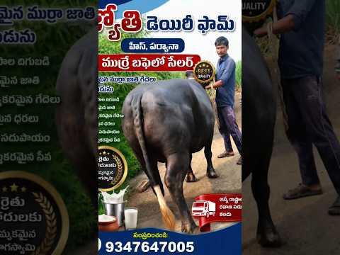 18 లీటర్ డ్రైవర్ టైర్ 2 లాక్టేషన్ జ్యోతి డెయిరీ ఫామ్ #andhrafarmers #cbnews #baffalo #vajrafarm