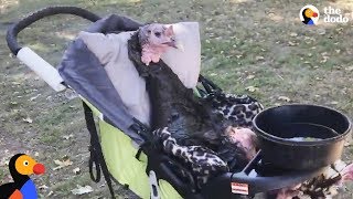 Rescue Turkey SPOILED by New Parents As He Learns To Walk Again | The Dodo