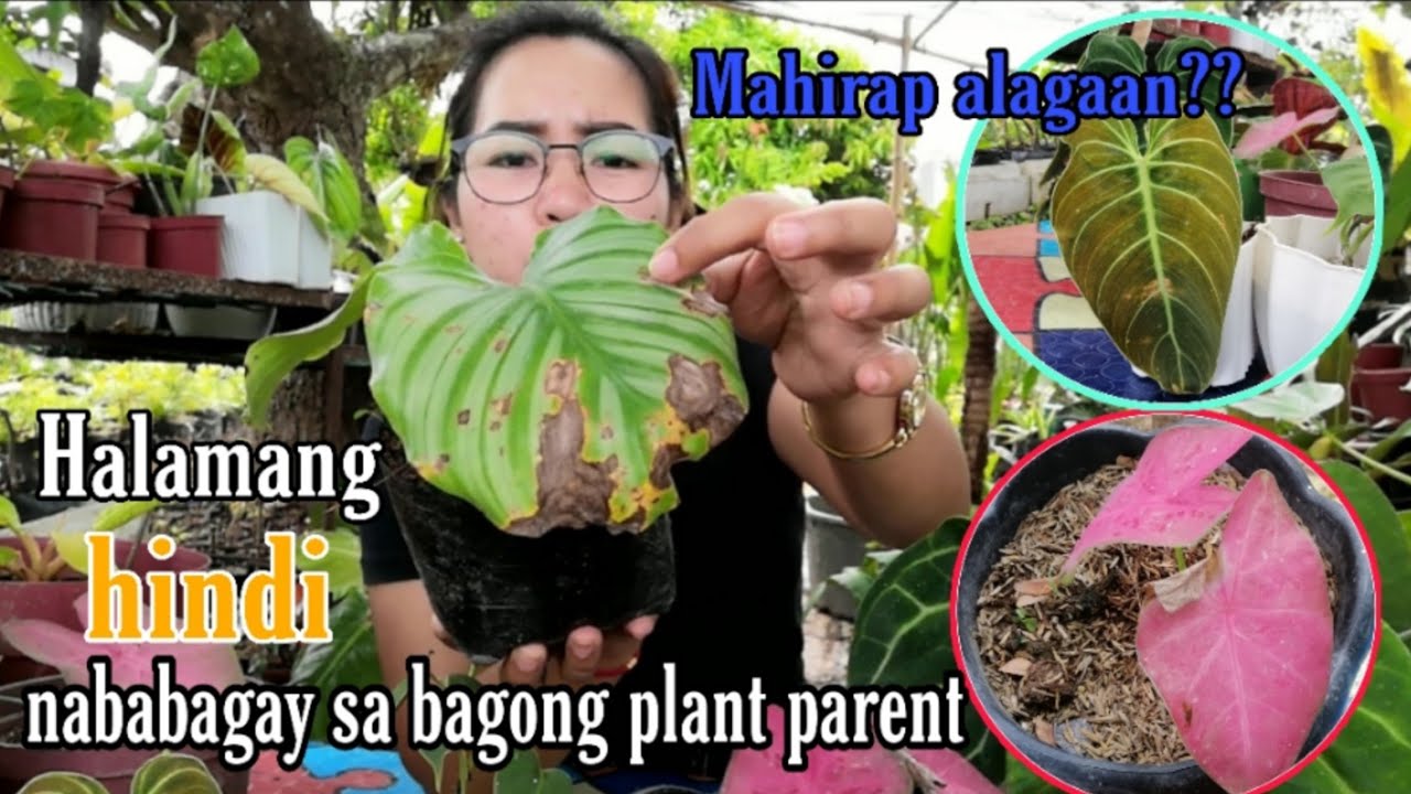 MAGAGANDANG HALAMAN NA MAHIRAP PANATILIHIN ANG GANDAGrace J. M YouTube