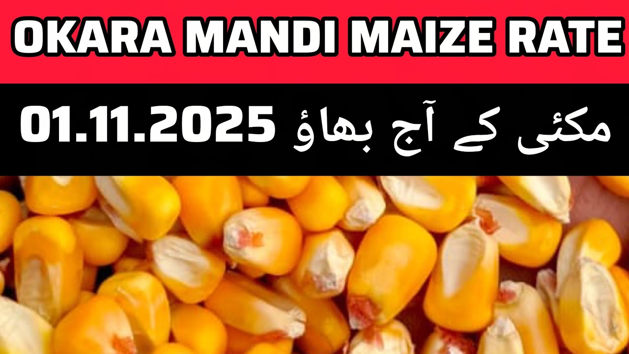 Maize mandi rate // maki rate today // okara mandi maize rate today 01.11.2025