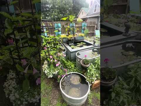 Take a walk through my yard after 1.5" of rain.