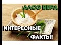 Алоэ Вера - Интересные факты!