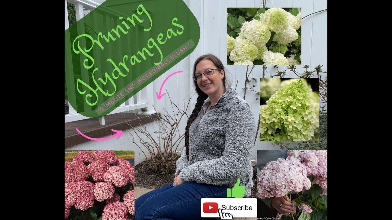 Pruning Hydrangeas!!(Limelite and Incrediball Blush) YouTube