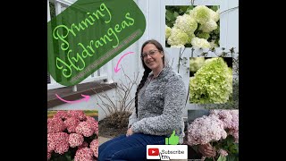 Exclusive Pruning Hydrangeas!!(Limelite and Incrediball Blush) Profile