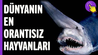 Dünyanın en orantısız hayvanları | Hayvanlar Alemi | İlginç bilgiler | Aklında olsun