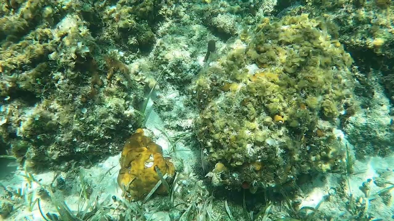 snorkeling smiths reef   blue tangs