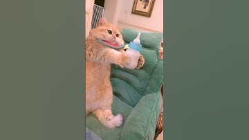 Cute cute cats homemade milk buns, want to eat a bite?