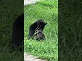 野菜を食べよう (sanpo) A cat in the park (Tokyo Japan)