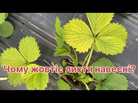 Хлороз!!! Як вирішити