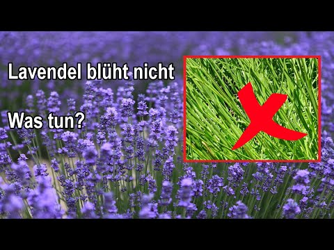 Video: Warum blüht mein Lavendel nicht?
