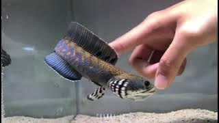Channa Blue Pulchra