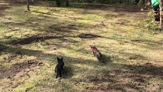 Savannah cats hunting a squirrel