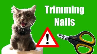 Trimming a Difficult Cat s Nails