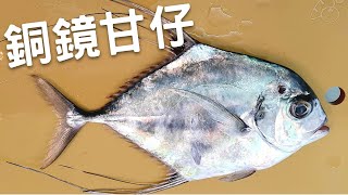 石城漁港買銅鏡魚(印度絲鰺)，腦絞做生魚片。