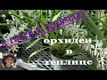 Часть 2. В гости к орхоману Кэрол.Орхидеи в теплице. Ликаста, каттлея, максиллярия, собеникофия и др