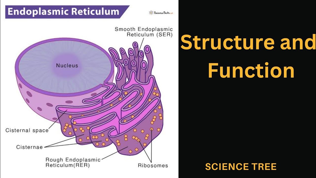 Smooth Endoplasmic Reticulum, Overview, Functions & Structure - Video &  Lesson Transcript