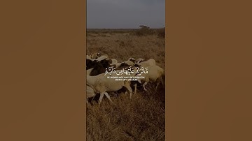 سورة النحل | وَلَوْ يُؤَاخِذُ اللَّهُ النَّاسَ بِظُلْمِهِم مَّا تَرَكَ عَلَيها القارئ #ياسر_الدوسري