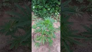 Gorilla Grow
