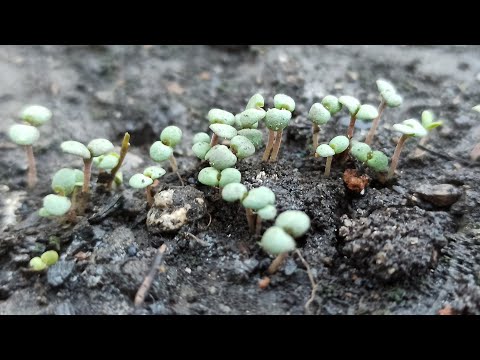 Video: Growing Peppergrass Plants - Erfahren Sie, wie man Pfeffergras in Gärten anbaut