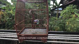 Download Lagu Merbah Jambul Thailand - Jambul Thailand  (Red Whiskered Bulbul) Bay Chao Mao MP3 Download Lagu Merbah Jambul Thailand - Jambul Thailand  (Red Whiskered Bulbul) Bay Chao Mao MP3