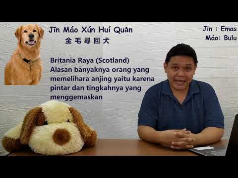 Belajar Bahasa Mandarin - Jenis Anjing (Part 2) - YouTube
