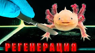 АКСОЛОТЛЮ ОТКУСИЛИ ДВЕ ЛАПЫ! РЕГЕНЕРАЦИЯ. АКСОЛОТЛЬ И НАПАДЕНИЕ НА ЧЕРВЕЙ! (Живое кормление)