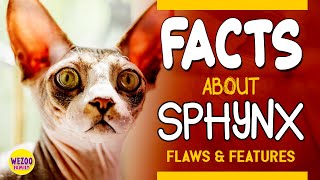 11 Facts About Sphynx Cats  The Strangest Kind Of Cats