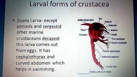 Larval forms of crustacea part 2 by Amit k. devaliya