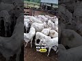 ¡Mira Cuánta Ternura en el Campo!