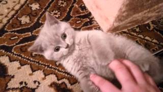 Наша глазастая звезда, умница и красавица - британская лиловая кошечка Капучинка, возраст 1,5 месяца Наша глазастая звезда, умница и красавица - британская лиловая кошечка Капучинка, возраст 1,5 месяца
