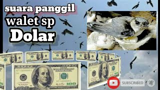 viral 2020 suara walet sp dolar