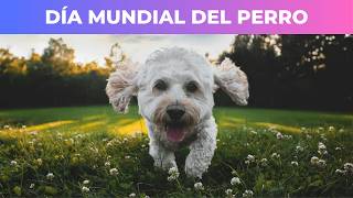 World Dog Day: Origin, Facts, and Why It's Celebrated on July 21st 🐶