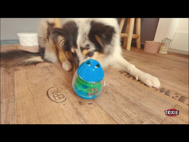 DOG SPIN N´ EAT - DOG PUZZLE & FEEDER IN ONE - Nina Ottosson Treat