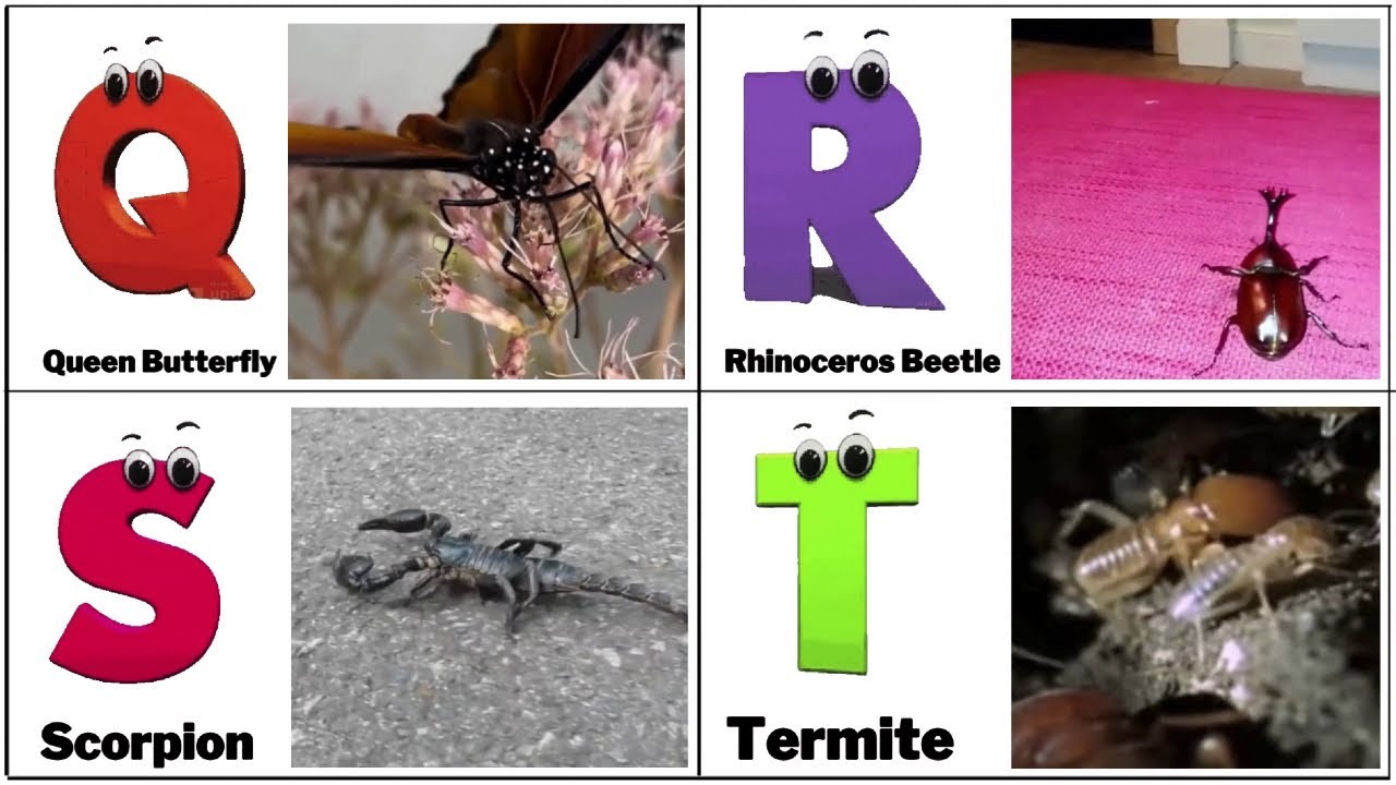 A to Z Insects & Bugs Insects 🦋 ABC Song for Kids Phonics for Kids