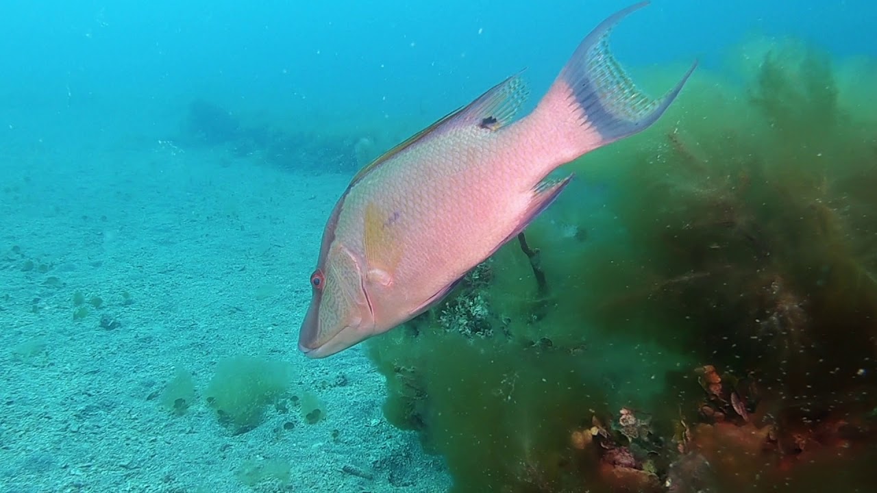 Florida Gulf Coast Diving May 16, 2020 YouTube