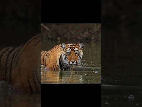 Tiger Rawr Sound Effects Tiger Animal World Frirndsanimal 