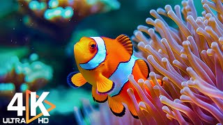 Aquarium 4K VIDEO (ULTRA HD)  Beautiful Coral Reef Fish  Colorful Marine Life & Peaceful Music #7