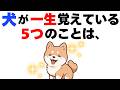 【犬の厳選雑学】犬が絶対に忘れない飼い主の記憶５選