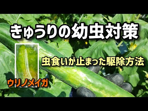 カボチャツルボーラー対策：私が実践した3つの効果的な予防法