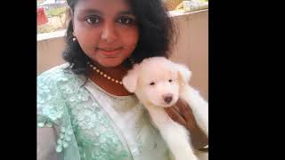 Cute Pomeranian Pupyy For Sale Keerthi Puppy Vlogs Telugu