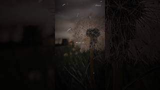 Im In A Field Of Dandelions Dandelions Ruth B. Dandelions Slowedreverb Overlay