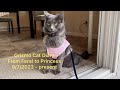 Cat growing up diary  from feral to princess