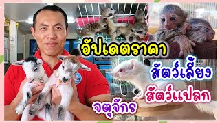 อัปเดตราคาสัตว์เลี้ยง สัตว์แปลก สัตว์หายาก จตุจักร จัดส่งได้ทั่วประเทศ ร้านแม่ภา