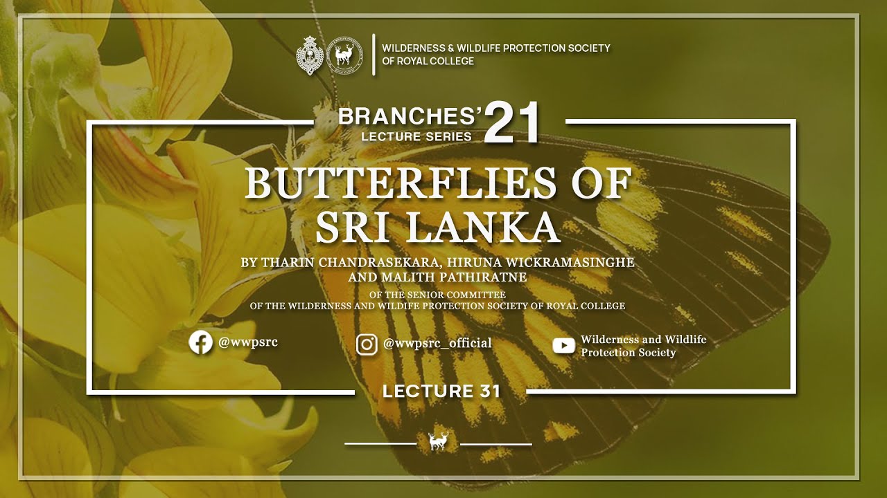 Butterflies of Sri Lanka - Branches'21 Lecture Series - Lecture 31